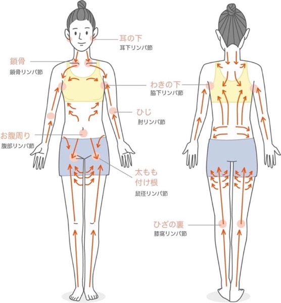 リンパの流れ図
