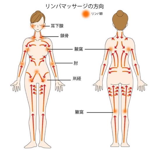 リンパの流れ図で、リンパの流れる方向を図式化しているイラスト