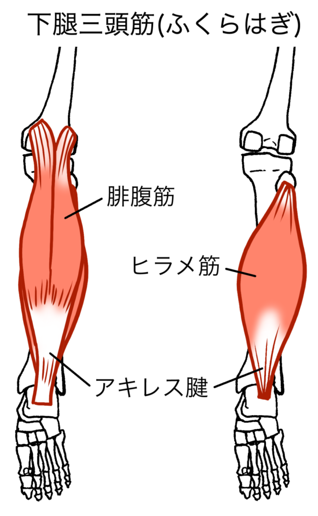ふくらはぎの筋肉図